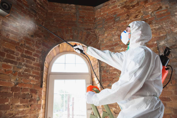 Why You Should Choose Our Mold Remediation Services in Sunnyvale, CA