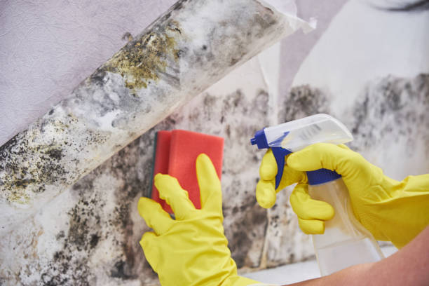 Reliable Sunnyvale, CA Mold Removal Solutions